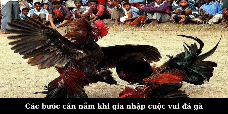 Các bước cần nắm khi gia nhập cuộc vui đá gà