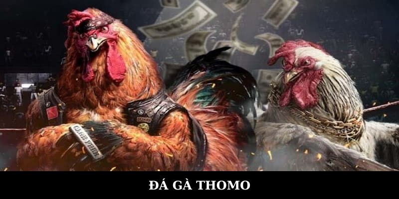 ảnh đại diện đá gà thomo