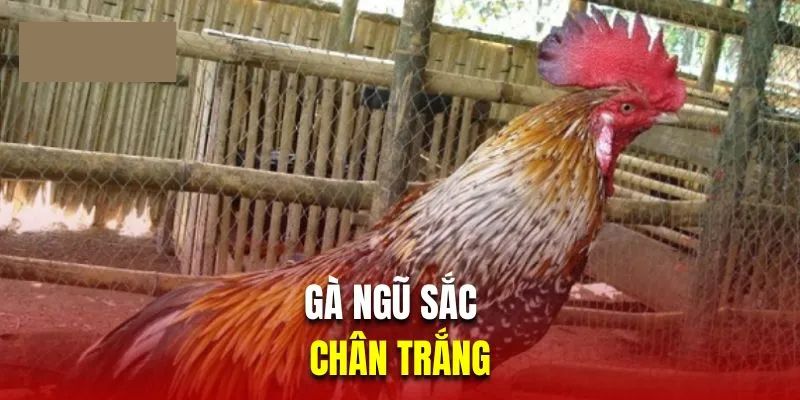 Gà chọi ngũ sắc chân trắng