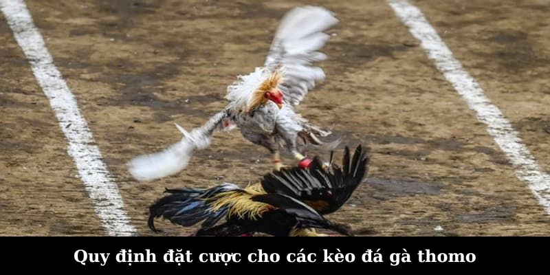 Quy định đặt cược cho các kèo đá gà thomo